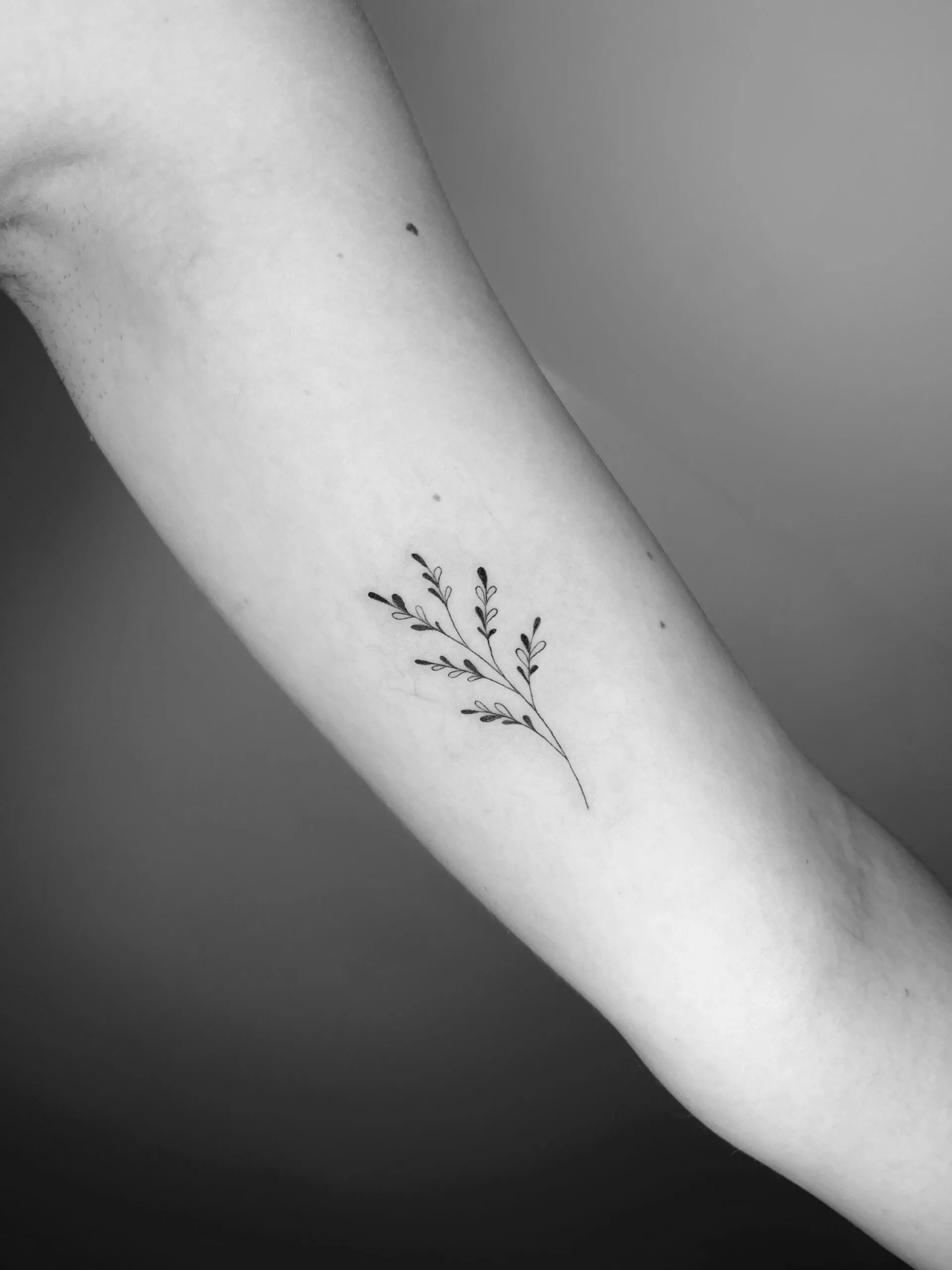Tatuaje minimalista de una rama pequeña con hojas en el antebrazo, realizado en tinta negra.